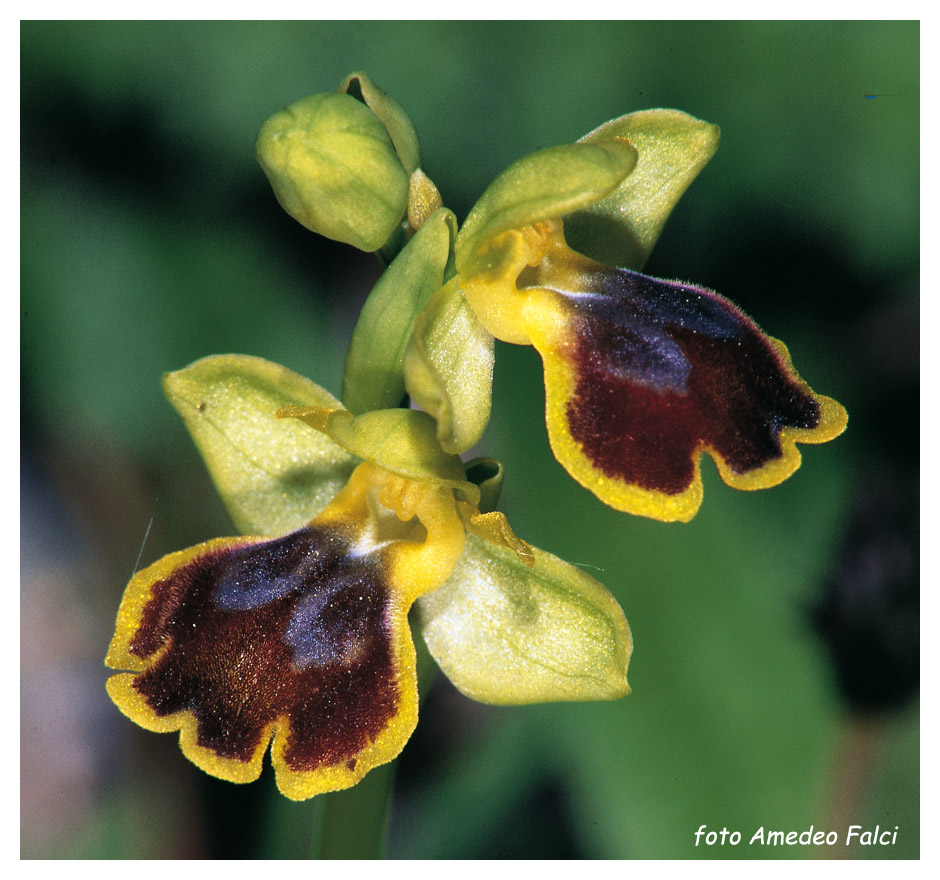 Ophrys archimedea